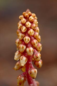 Pinedrops