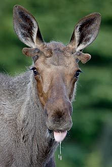 Young Bull Moose