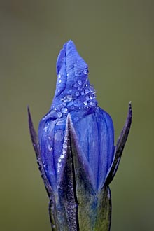 Rocky Mountain Fringed Gentian