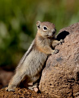 Golden-Mantled Squirrel