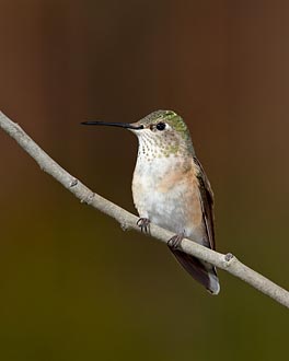 Female Broad-Tailed Hummingbird