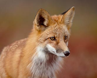 Red Fox