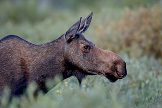 Cow Moose