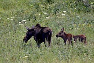 Moose Cow With Calf