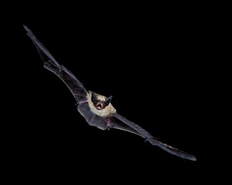 Canyon Bat