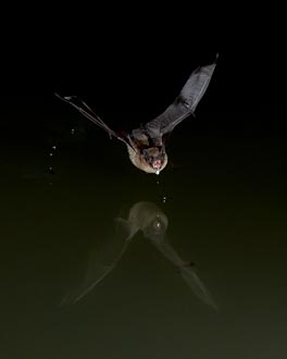 Big Brown Bat Over Water