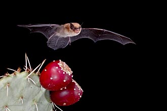 California Myotis