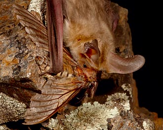 Pallid Bat Eating Moth