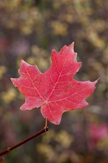 Red Maple Leaf