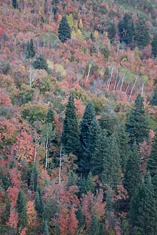 Fall Hillside