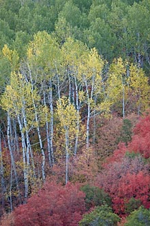 Fall Aspens