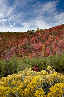 Fall Layers