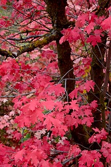 Red Maple Leaves