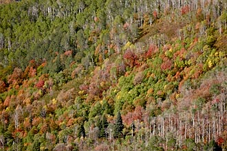 Fall Color Hillside
