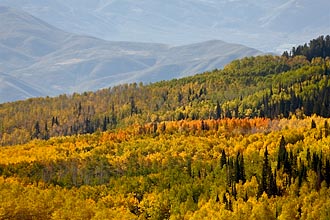 Yellow And Orange Aspens