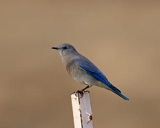 Female Mountain Bluebird