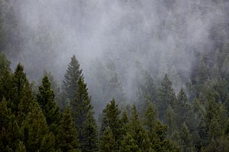 Evergreens With Fog