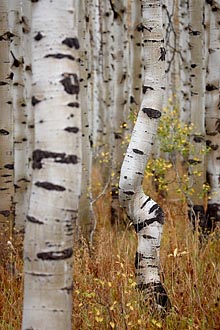 Aspen Trunks