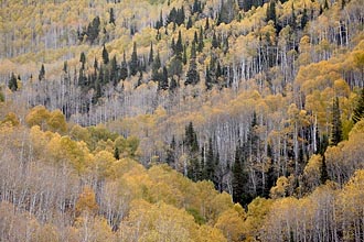 Yellow Aspens