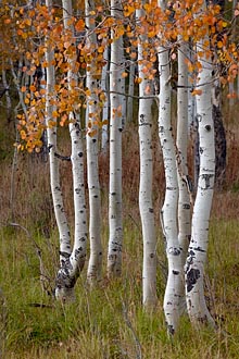 Orange Aspens