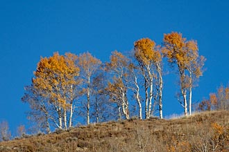 Orange Aspens