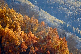 Fall Aspen Layers