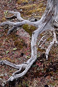 Tree Roots