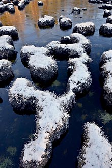 Snow-Covered Mounds