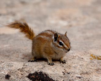 Cliff Chipmunk