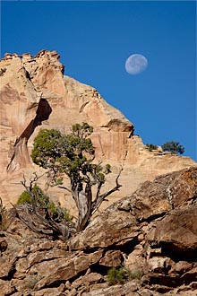 Moon And Juniper