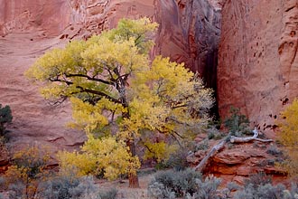 Yellow Cottonwood