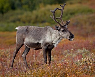 Porcupine Caribou Cow