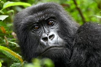 Adult Female Mountain Gorilla