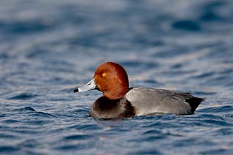 Male Redhead Swimming