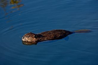 Young Beaver Swimming
