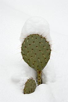 Plains Pricklypear In Snow