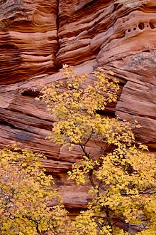 Yellow Maple And Red Rock
