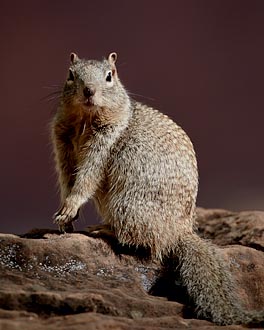 Rock Squirrel