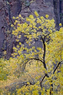 Yellow Cottonwood