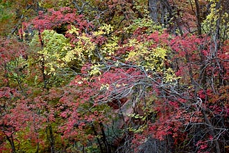 Yellow And Red