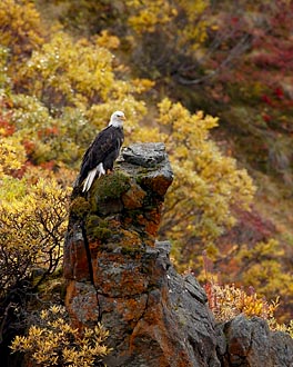 Bald Eagle