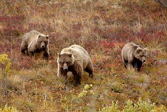 Grizzly Bear Sow And Two Cubs