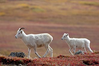 Dall Sheep Ewe And Lamb