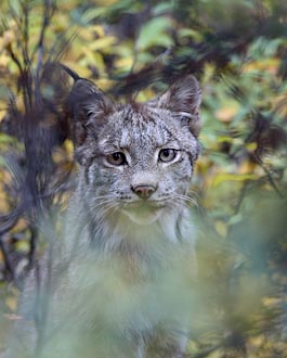 Young Canadian Lynx