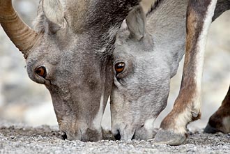 Stone Sheep Licking Salt