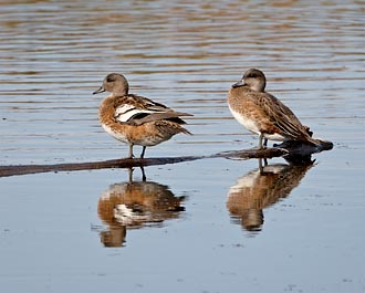 Two Female American Wigeon