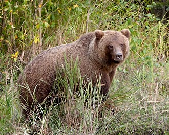 Brown Bear