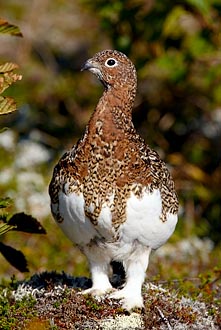 Willow Ptarmigan