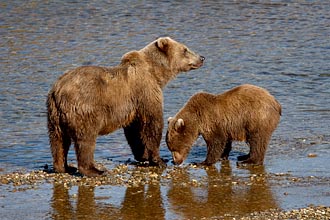 Brown Bear Sow And Cub