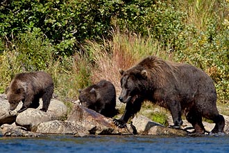 Brown Bear Sow And Two Cubs